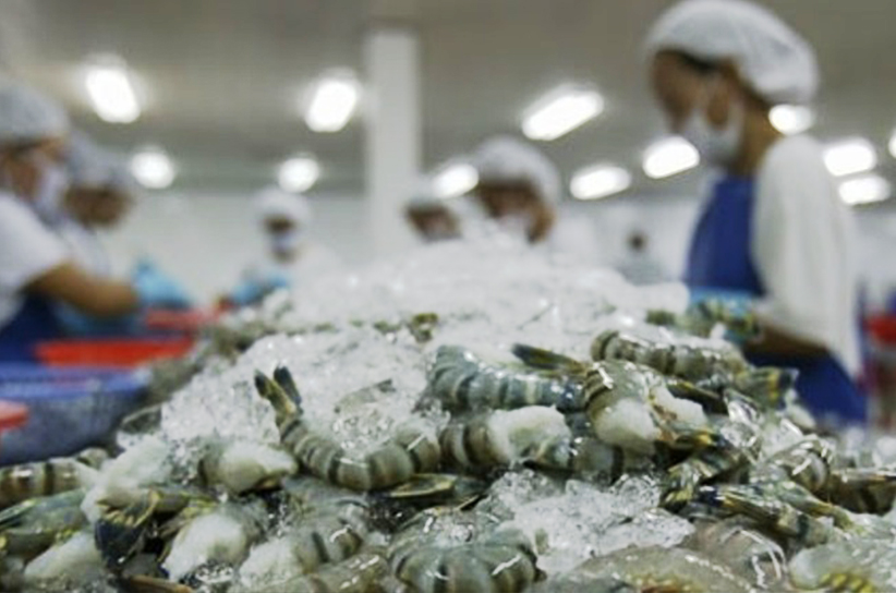 Cold-Room-for-shrimp