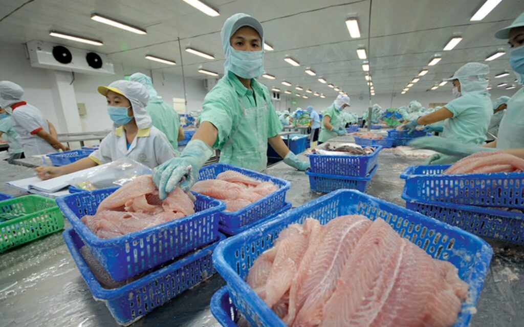 basa fish processing room