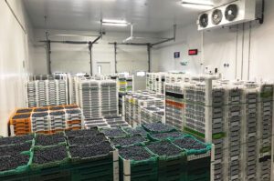 blueberry-cold-room