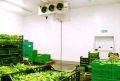 vegetable storage